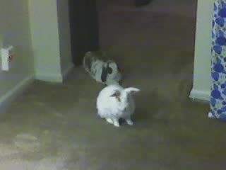Buns in hallway
