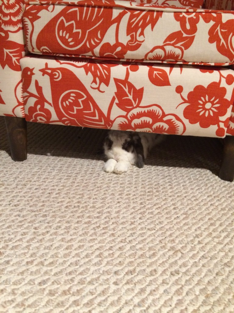 betsy underneath the chair
