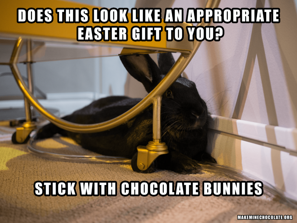 Rabbit Activism The Life And Times Of Bunnies rabbit-activism-the-life-and-times-of-bunnies
