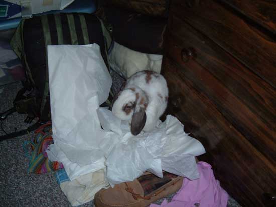 Betsy - the Destructo-bunny