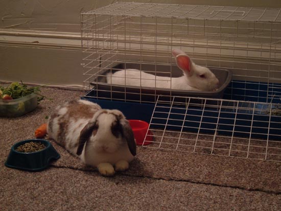 betsy and gus - gussy in the litterbox