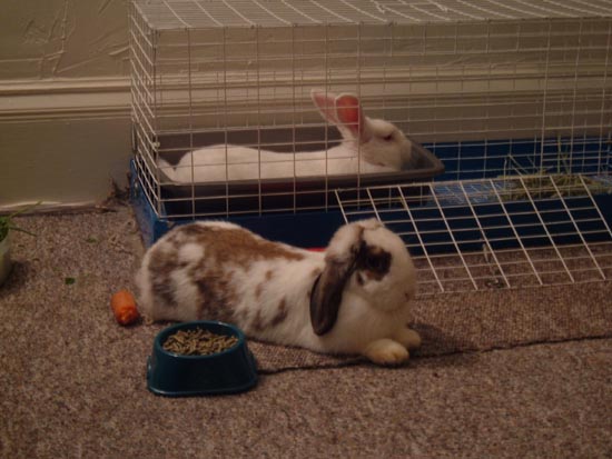 gussy and betsy - gussy in the litterbox