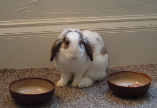 betsy by the foodbowls