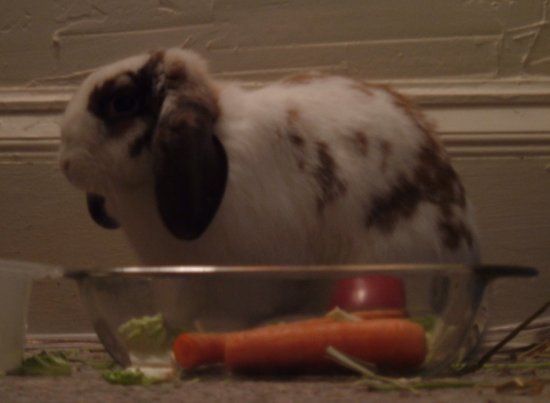 betsy in her food bowl