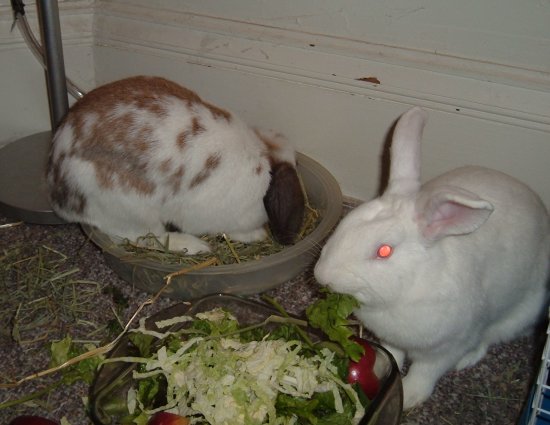 betsy in her hay dish