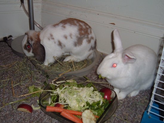 betsy in her hay dish