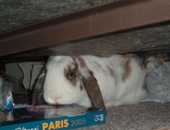 betsy under the bed