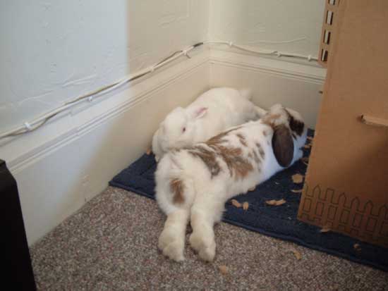 bunnies snuggling