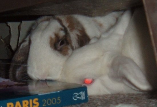 bunnies chewing a book