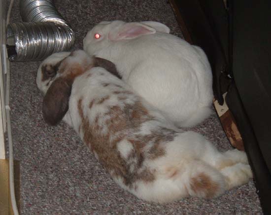 bunnies cuddling