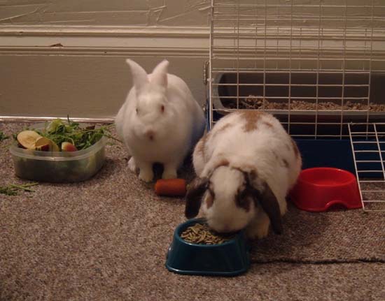 bunnies eating