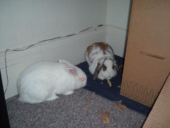 bunnies in the corner