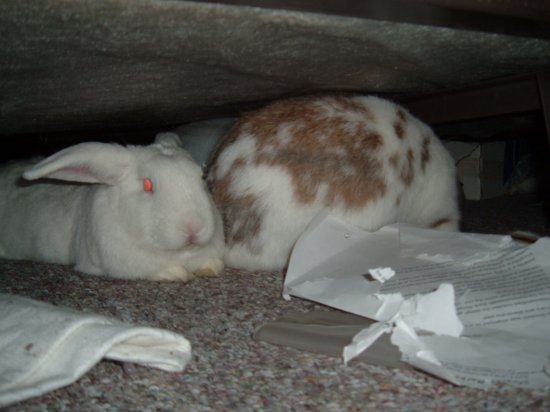 bunnies under the bed