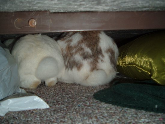 bunny butts