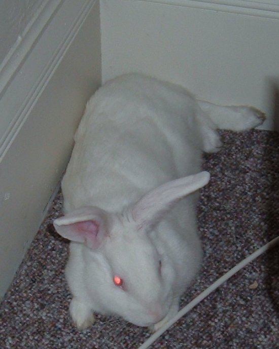 Gussy in a corner of the livingroom