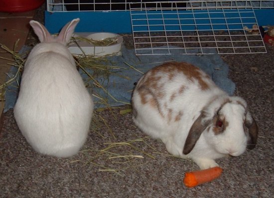 bunnies eating together