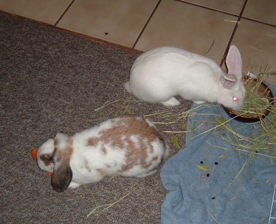 the bunnies eating in the kitchen
