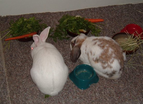 bunnies eating together in the livingroom