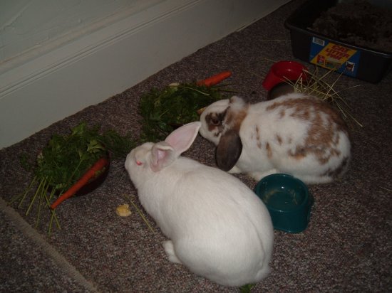 bunnies eating together in the livingroom