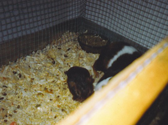 chewbaka shortly after birth