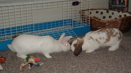 the first meeting of the bunnies