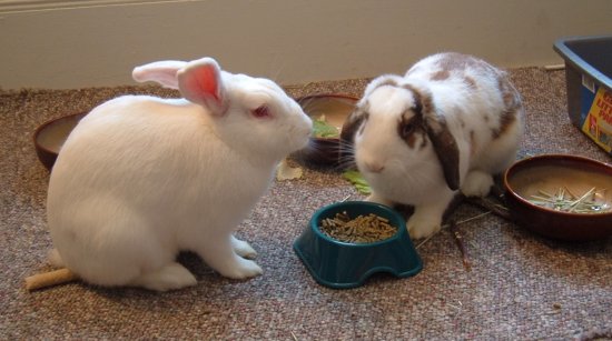 gussy and betsy eating pellets