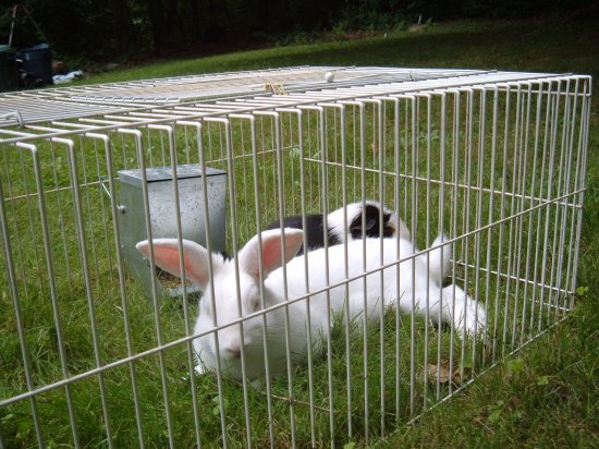 gussy and george in the yard