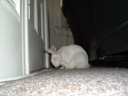 gussy behind the couch