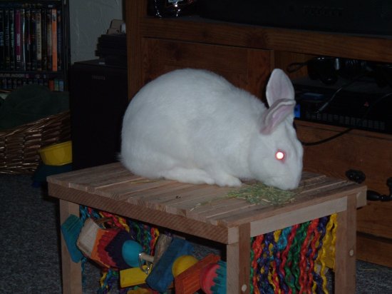 gussy on his toy table