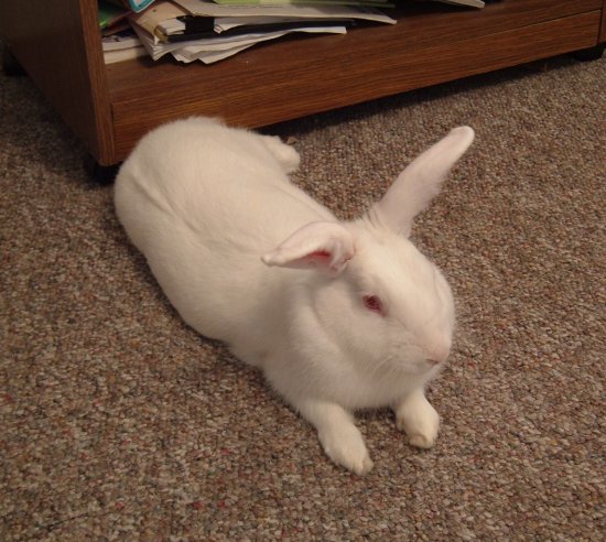 gussy relaxing in the kitchen