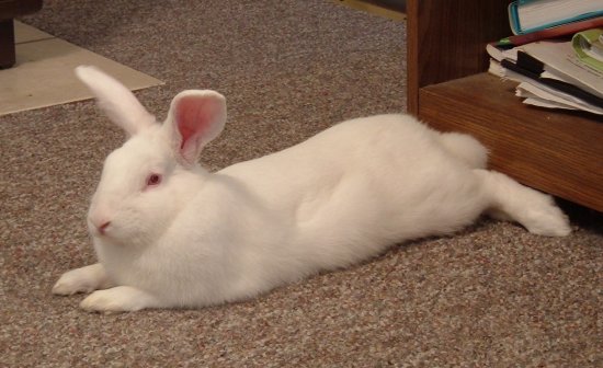 gussy stretched out in the kitchen