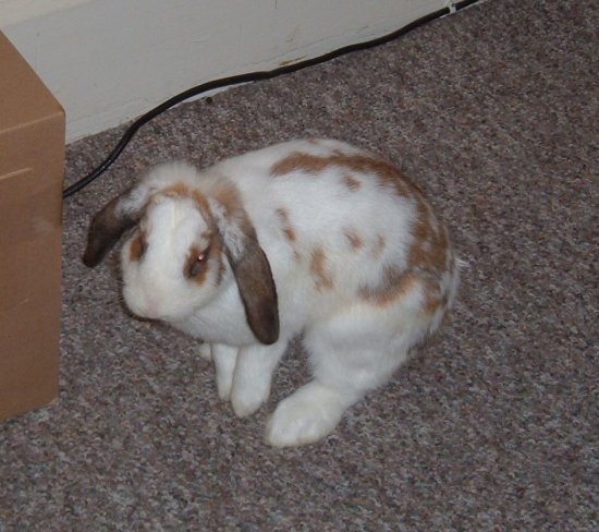 The New Bunny explores the house