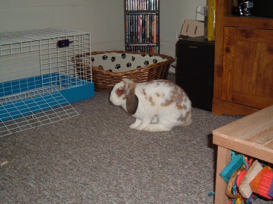 new bunny in the livingroom
