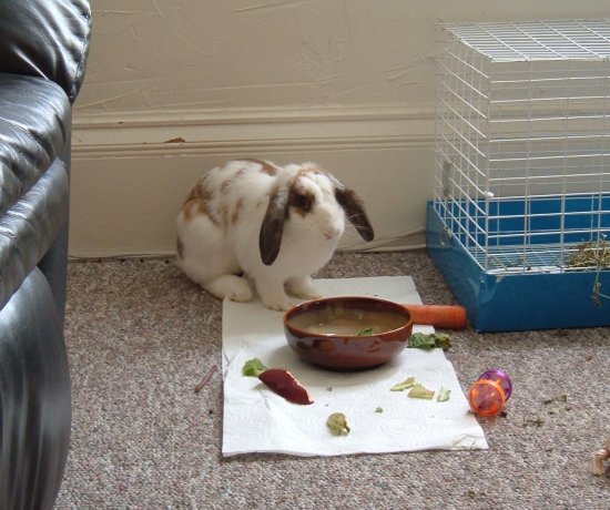 the new bunny investigates gussy's food