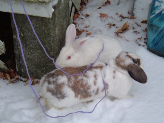 snow bunnies