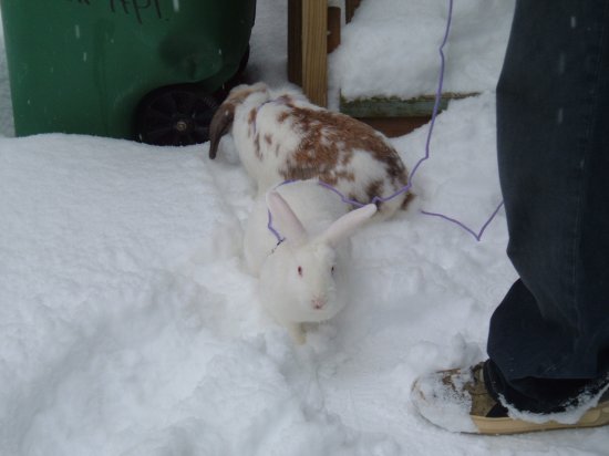 snow bunnies