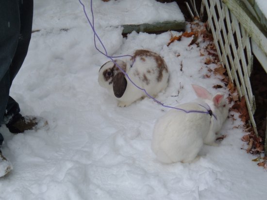 snow bunnies