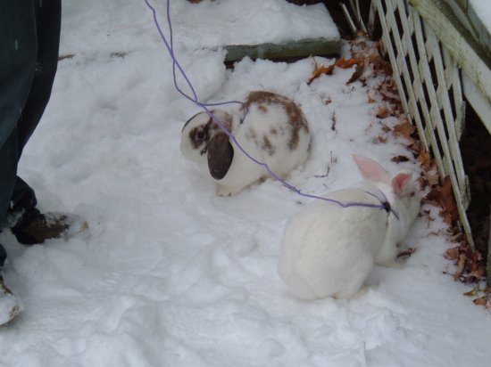 snow bunnies