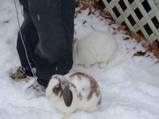 snow bunnies