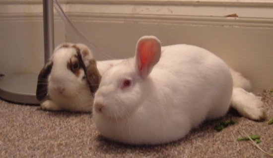 snuggle bunnies - sort of