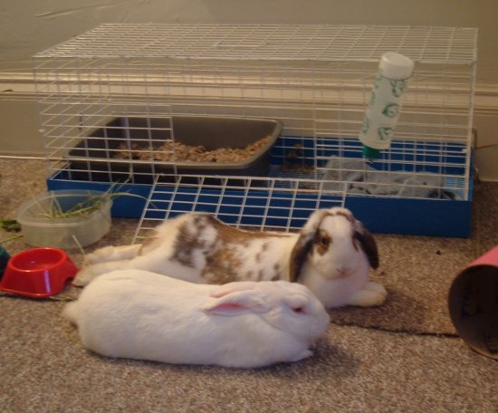 snuggling bunnies