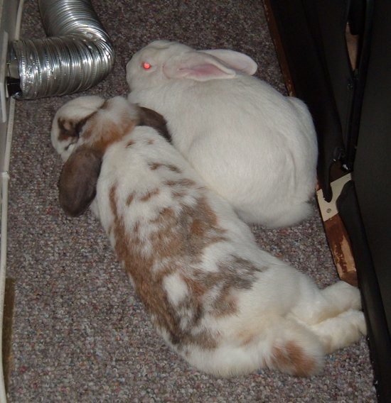 snuggling bunnies