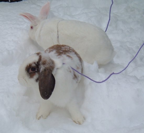 two snow bunnies