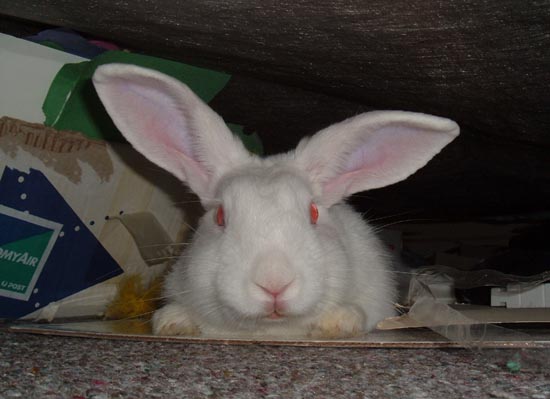 bunny under the bed