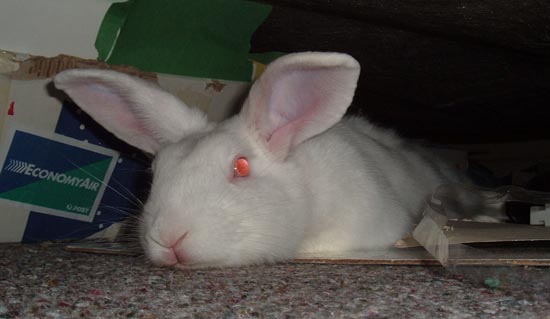 tired bunny under the bed