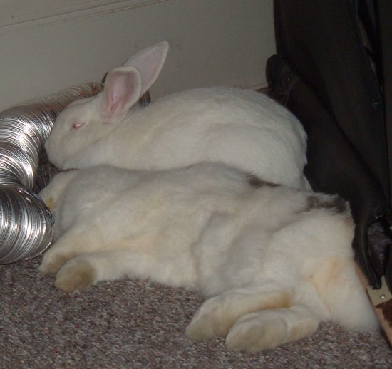 very sleepy bunnies