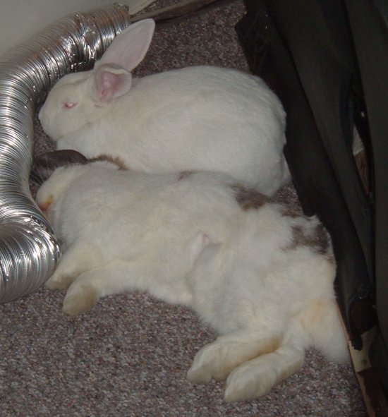 very sleepy bunnies - shot 2