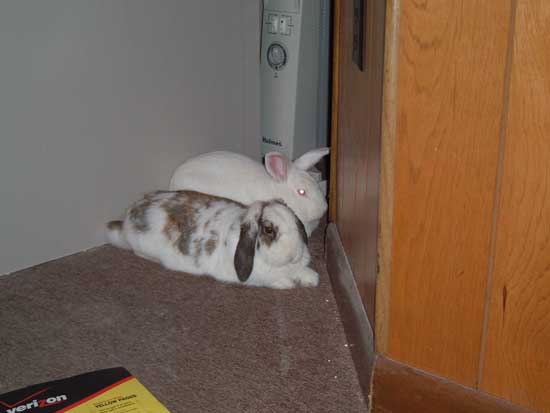 Gus and Betsy cuddling in my office