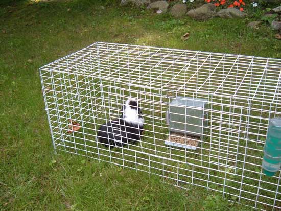 george in his outdoor cage