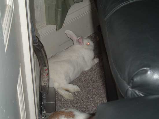 gus behind the couch